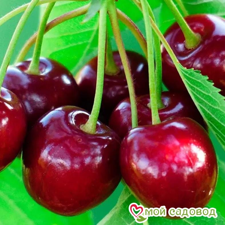 Черешня Наполеон