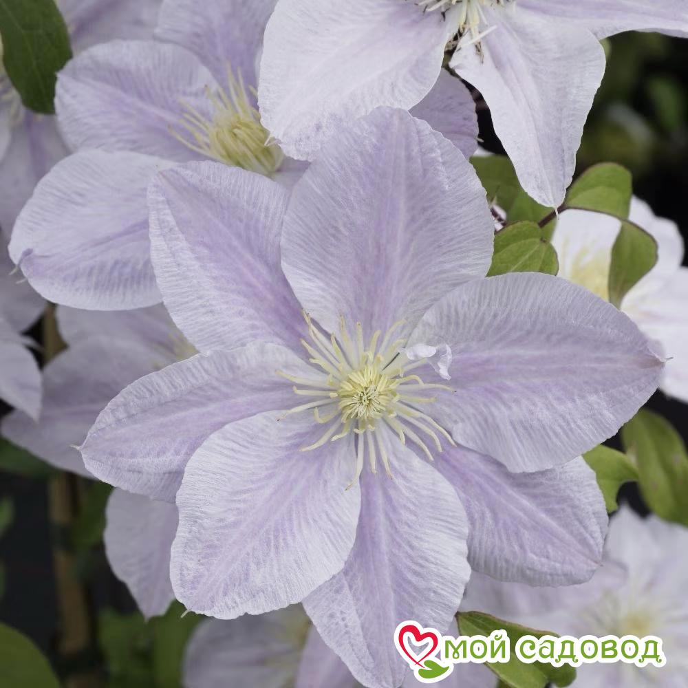Клематис Беллиссимо