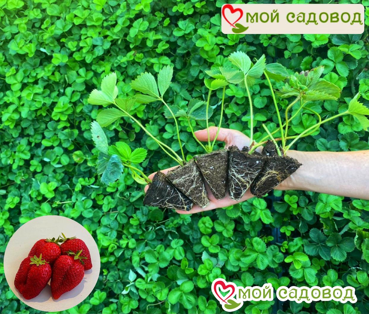 Клубника Оранжевое Чудо